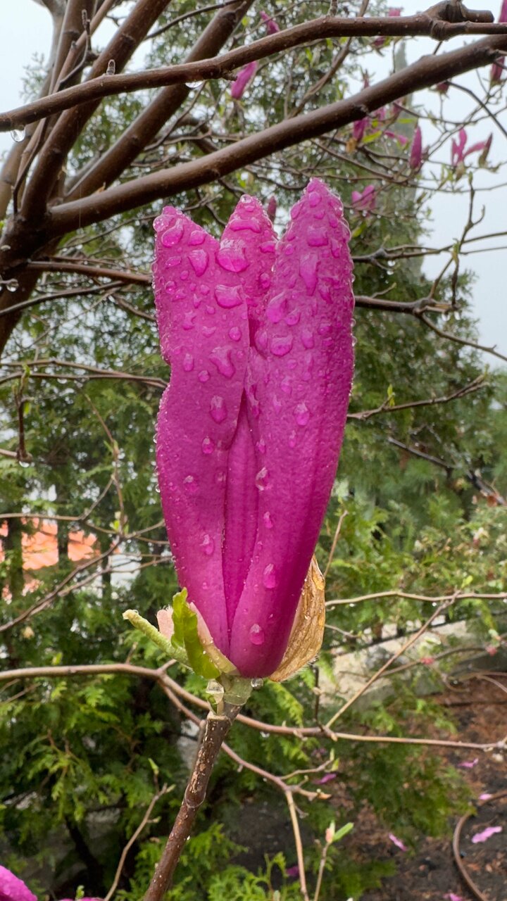 Гостиница Вилла Балгатура Гурзуф-126