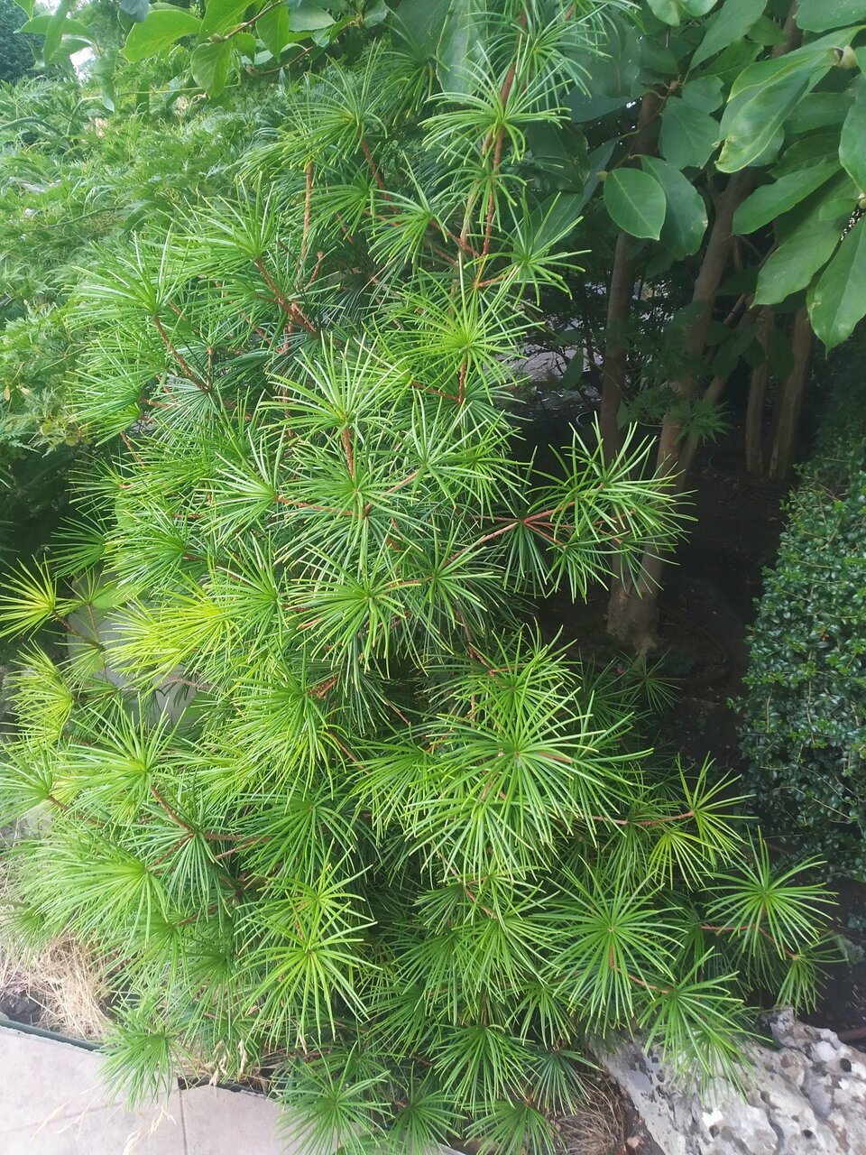 Гостиница Вилла Балгатура Гурзуф-211