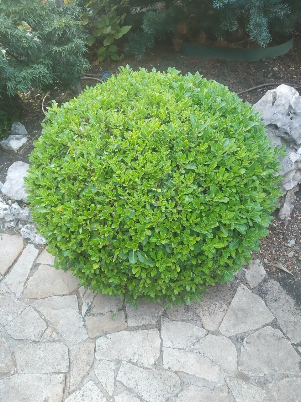 Гостиница Вилла Балгатура Гурзуф-160