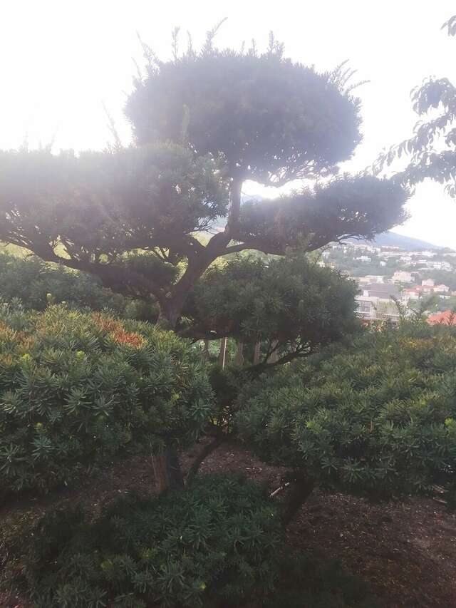 Гостиница Вилла Балгатура Гурзуф-227