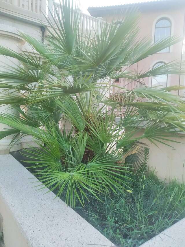 Гостиница Вилла Балгатура Гурзуф-98