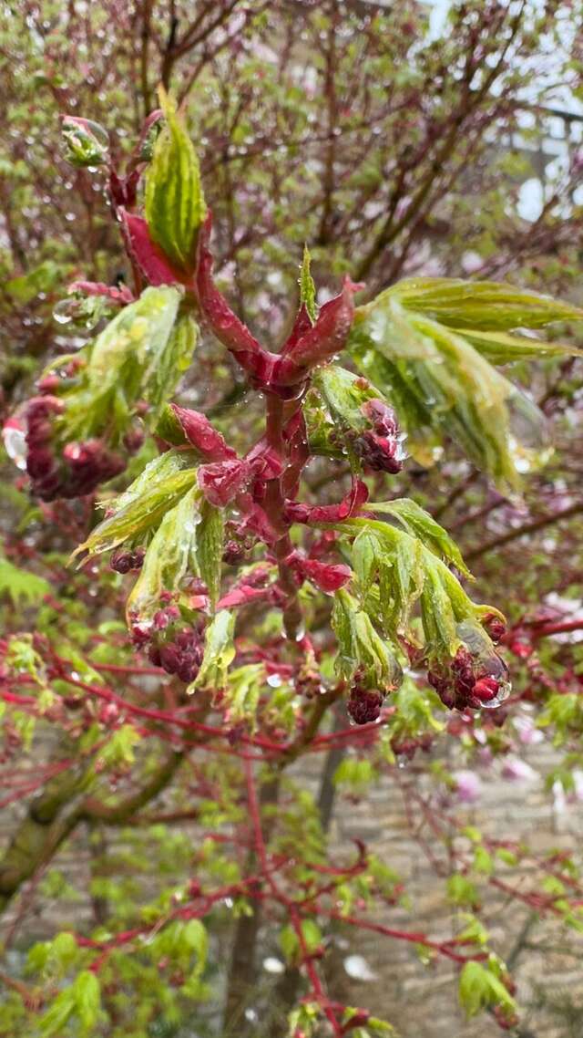 Гостиница Вилла Балгатура Гурзуф-94