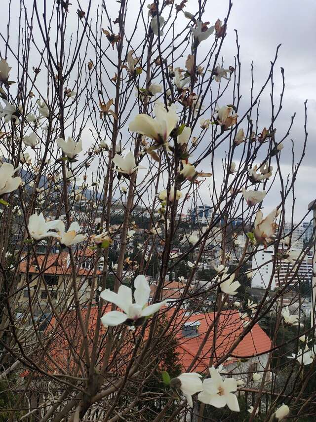 Гостиница Вилла Балгатура Гурзуф-148